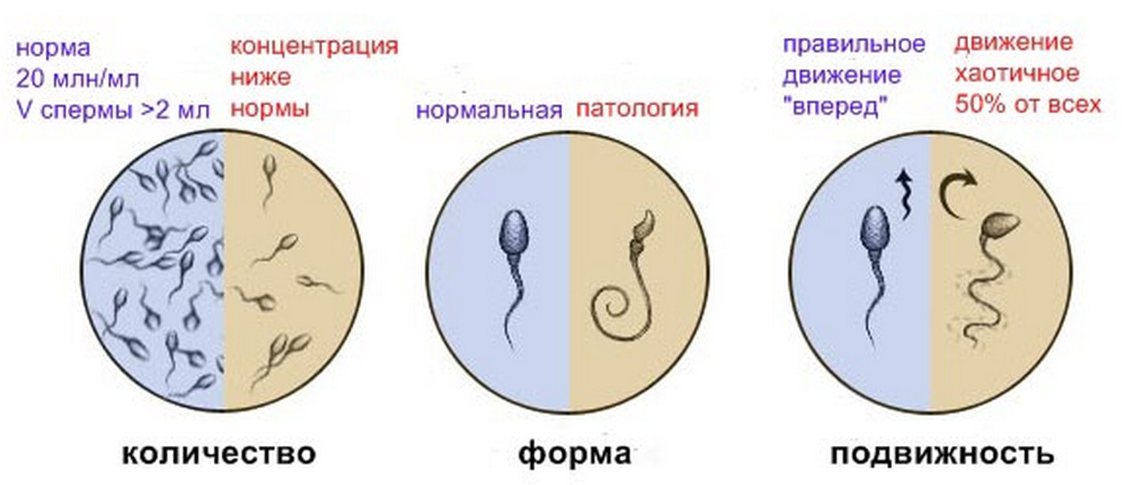 How germy is sperm