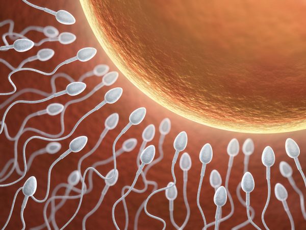 Сперматозоиды около яйцеклетки