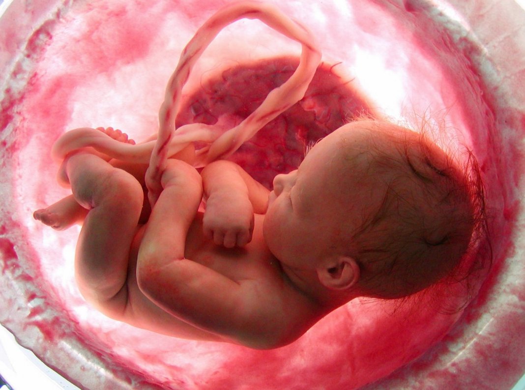 эмбрион с плацентой