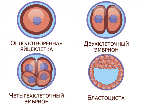 Деление клеток эмбриона после оплодотворения