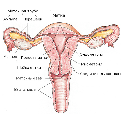 Репродуктивная система женщины: схема