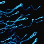 Сперматозиоды