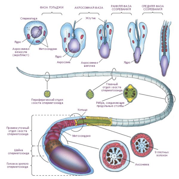 Созревание сперматозоида