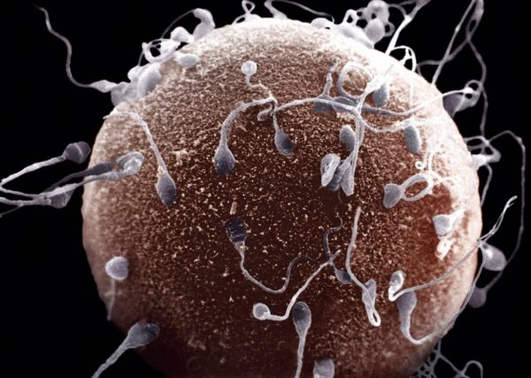 Сперматозоиды внедряются в яйцеклетку