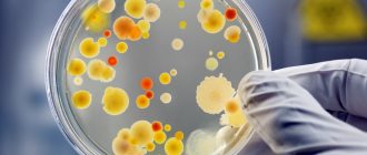 вредноносные бактерии у беременных
