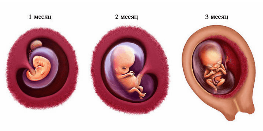 Первый месяц второй беременности. Эмбрион 1 месяц беременности. Беременность 1 месяц фото эмбриона. Как выглядит зародыш в 3 месяца. Как выглядит зародыш в 2 месяца.
