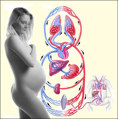 Кровеносные системы матери и ребёнка