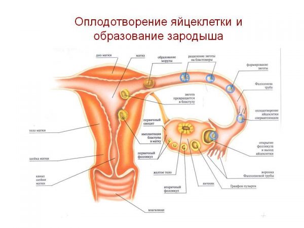Оплодотворение яйцеклетки и образование зародыша на схеме