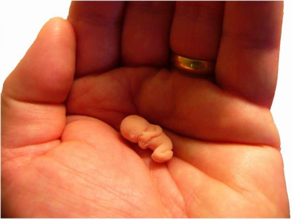 Игрушечный маленький эмбрион в руке человека
