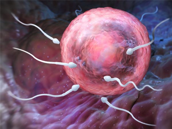 Женская яйцеклетка и движущиеся к ней сперматозоиды