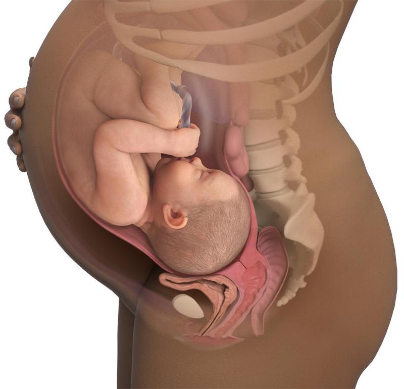 Ребёнок в конце беременности располагается вдоль матки головкою вниз.