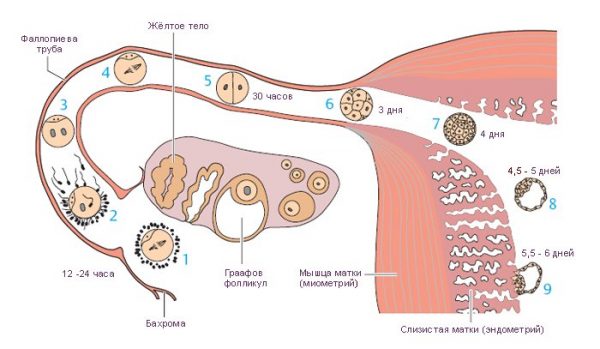 Движение оплодотворённой яйцеклетки по маточным трубам