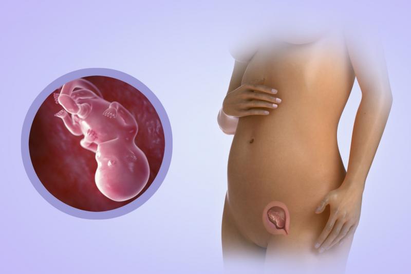 Плод на 10 неделе беременности и как он выглядит в животе