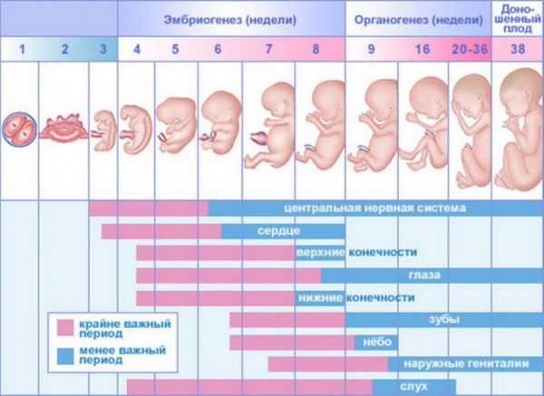 таблица развития эмбриона и плода