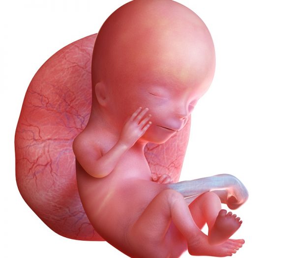 Виртуальное изображение плода на 12 неделе беременности