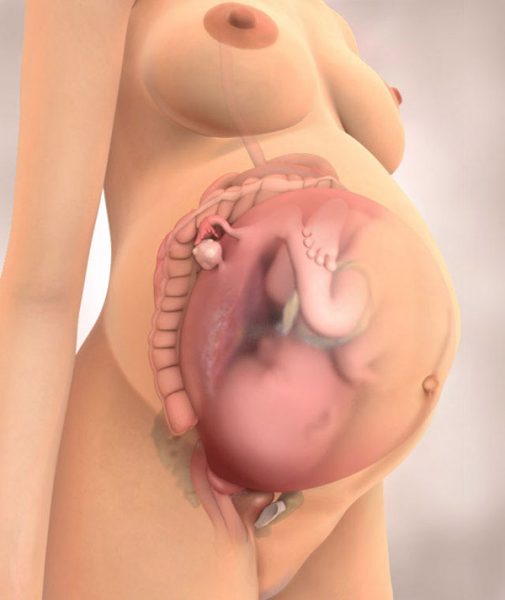 Изображение внутренних органов и матки мамы