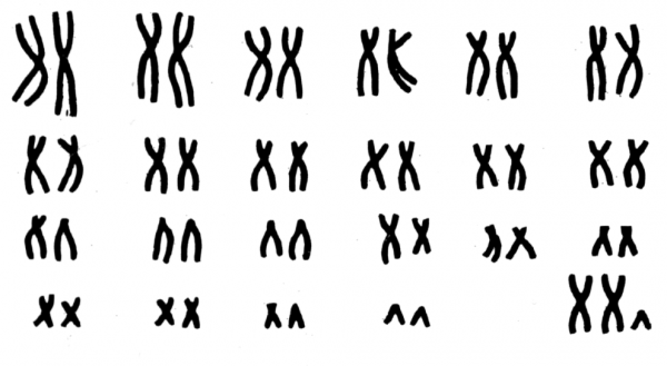 хромосомные пары на схеме