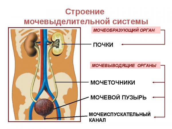 схематическое изображение мочевыделительной системы человека