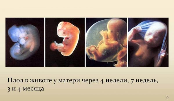 Развитие человеческого эмбриона