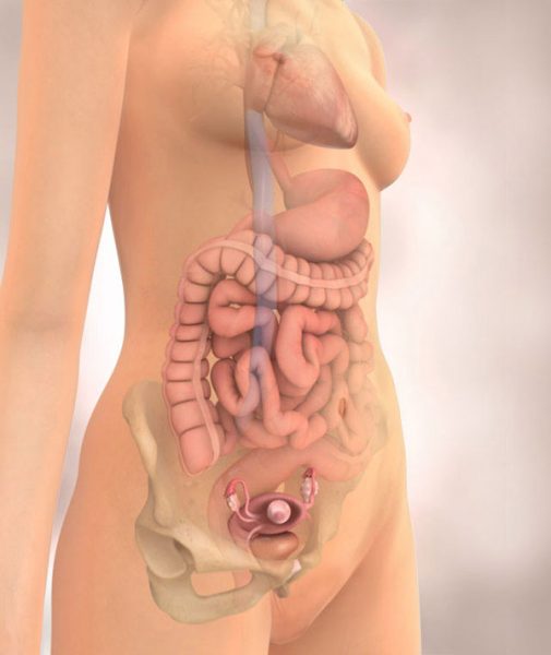 Виртуальное изображение внутренних органов женщины на 7 неделе