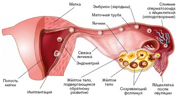 Схема строения репродуктивной системы женщины и продвижения яйцеклетки