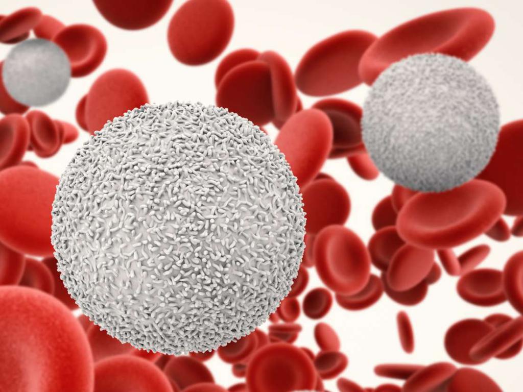 Что делать, если в крови будущей мамы слишком много лейкоцитов