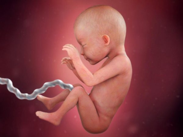 Ребёнок на шестом месяце внутриутробного развития
