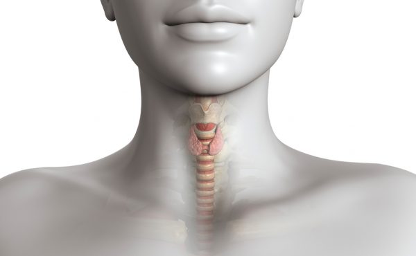 щитовидная железа у женщины на схеме