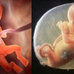 Изображения плода на 4-м месяце беременности