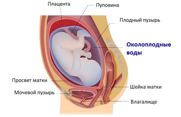 Расположение околоплодных вод относительно других органов женщины