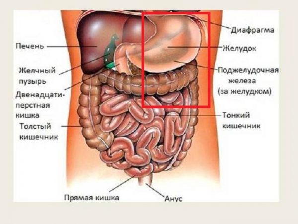 Органы брюшной полости человека, верхний левый квадрат выделен красной рамкой