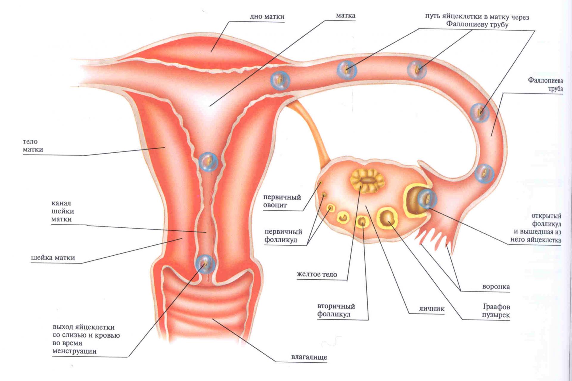 мужская сперма и ее влияние на женский организм фото 87