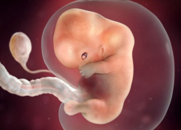 Эмбрион человека на 4-й неделе беременности