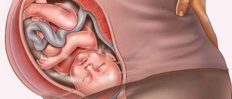 От состояния и нормального функционирования шейки матки во многом зависит благополучный исход беременности