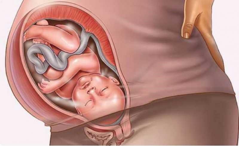 Шейка матки – самая ответственная часть главного органа беременности