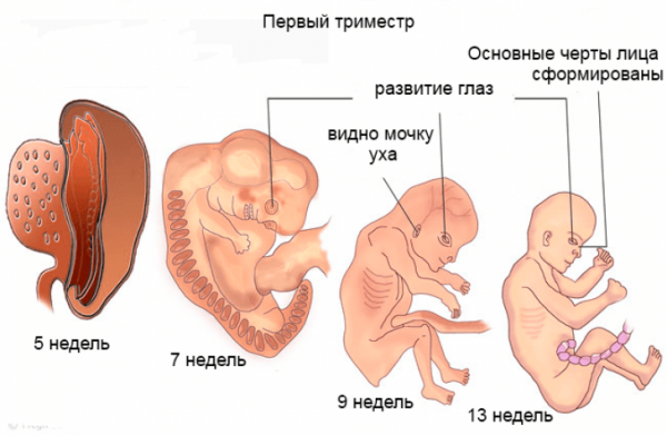 Развитие эмбриона в первом триместре беременности