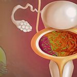 Беременная женщина и бактерии в мочеполовых путях